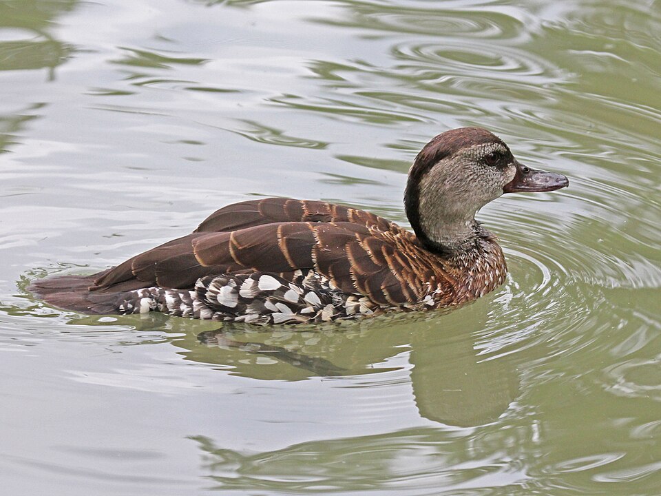 Spotted Whistling Duck