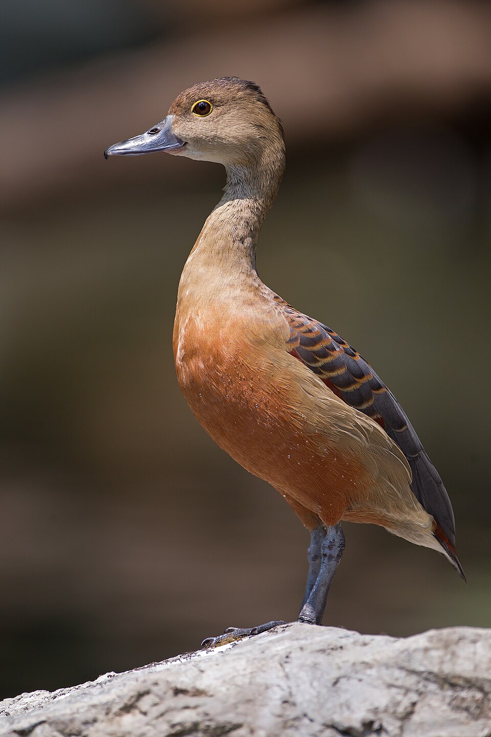Lesser Whistling Duck