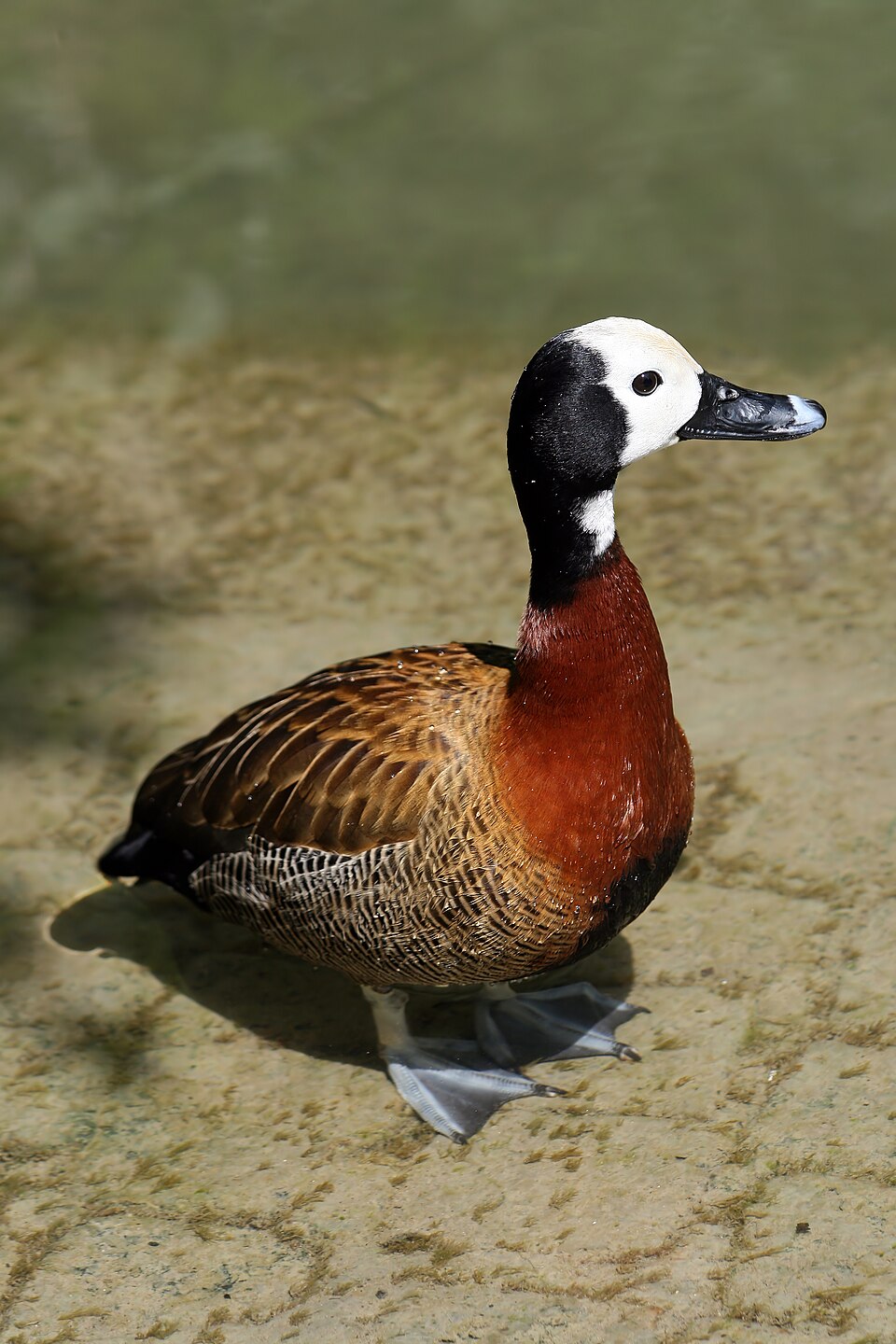 White-faced Whistling Duck