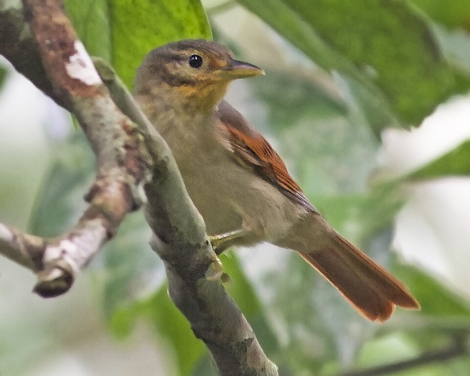 Chestnut-winged Foliage-gleaner