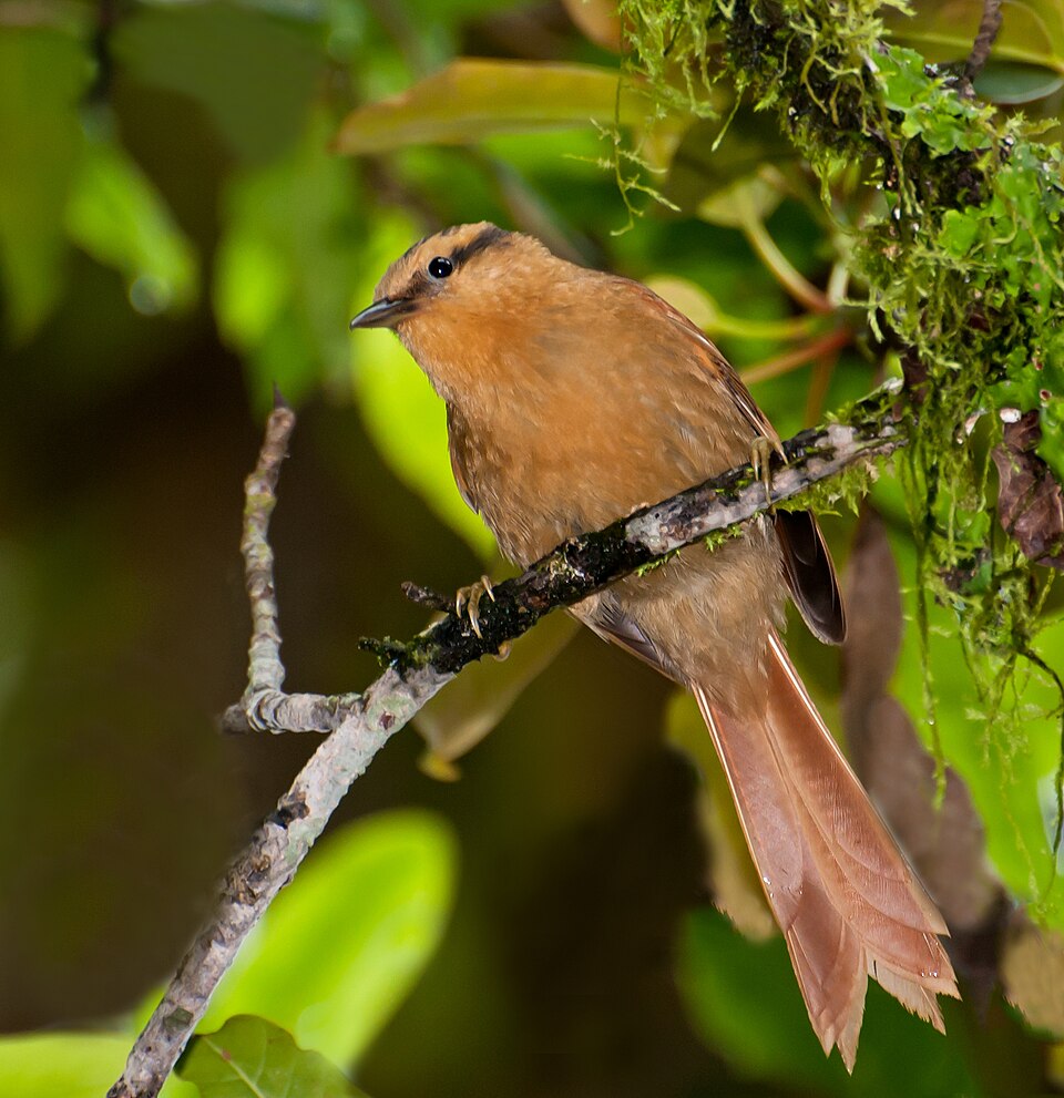 Buff-fronted Foliage-gleaner