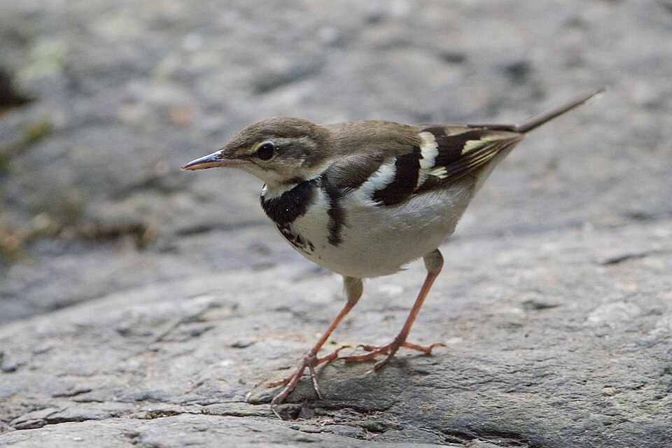 Forest Wagtail