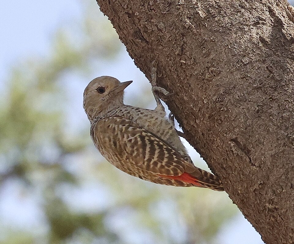 Little Grey Woodpecker