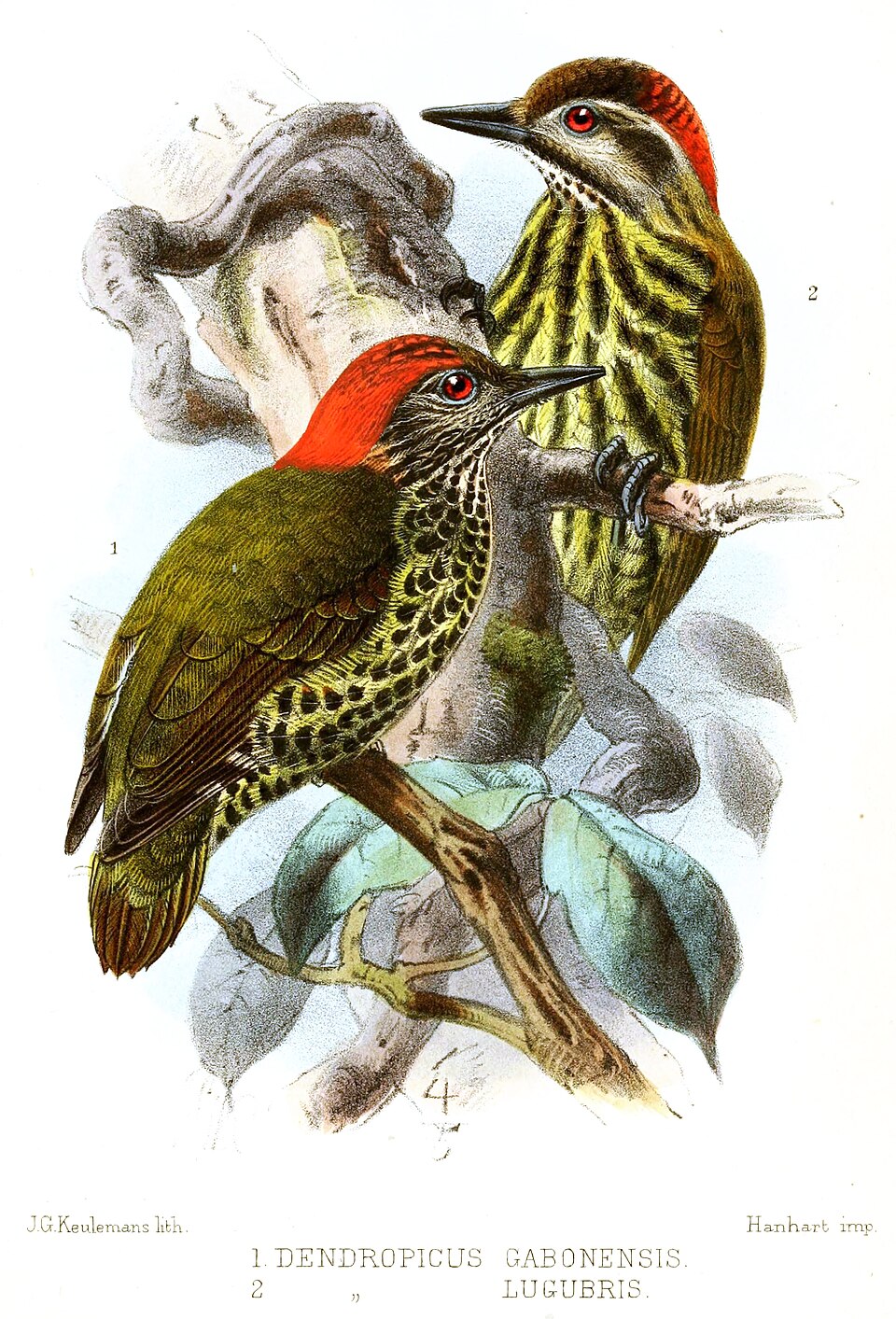 Melancholy Woodpecker
