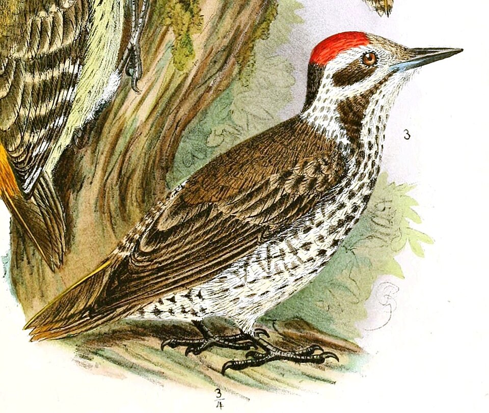 Stierling's Woodpecker