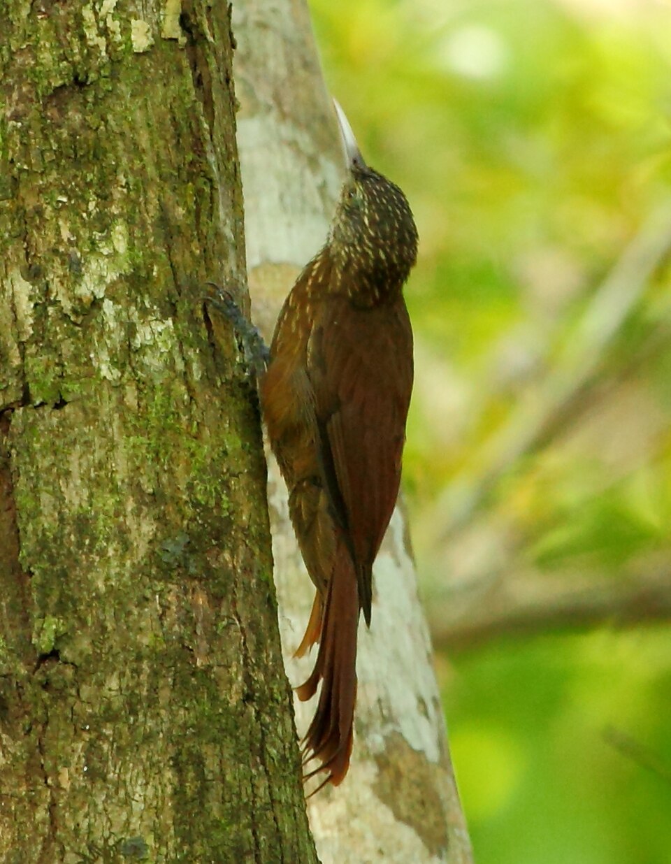 Zimmer's Woodcreeper