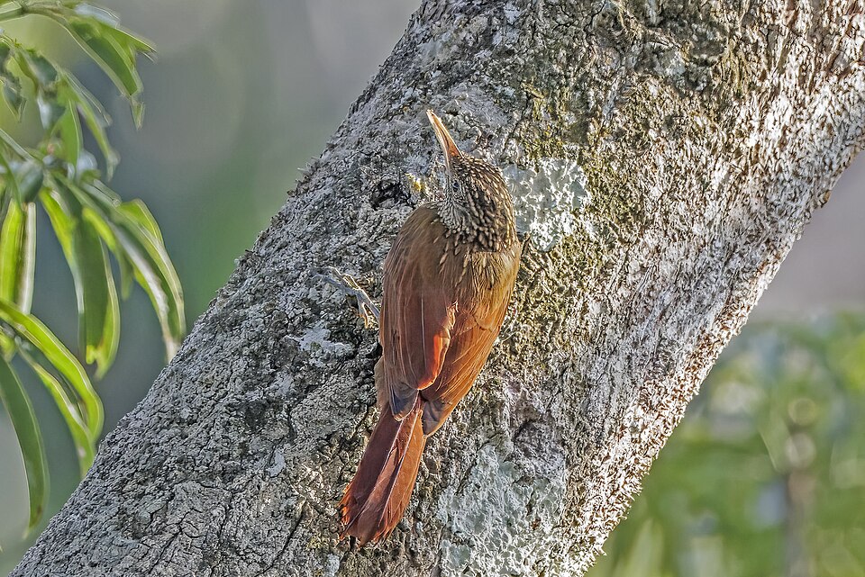 Straight-billed Woodcreeper