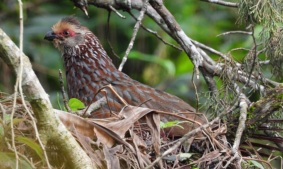 Buffy-crowned Wood Partridge