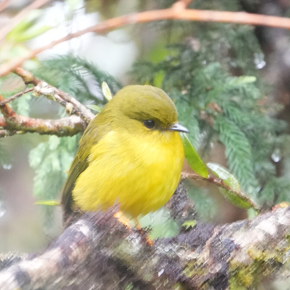 Canary Flyrobin