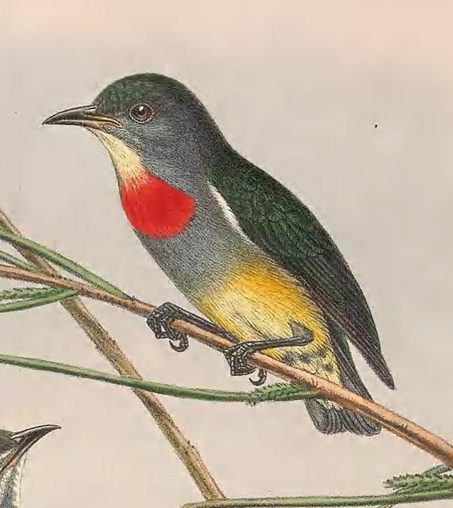 Midget Flowerpecker
