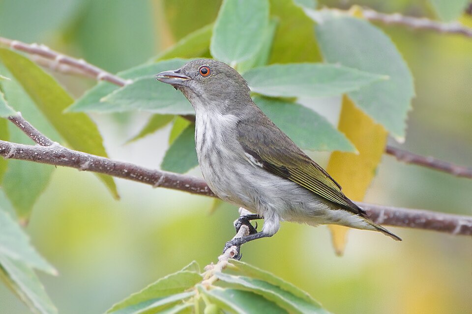 Striped Flowerpecker