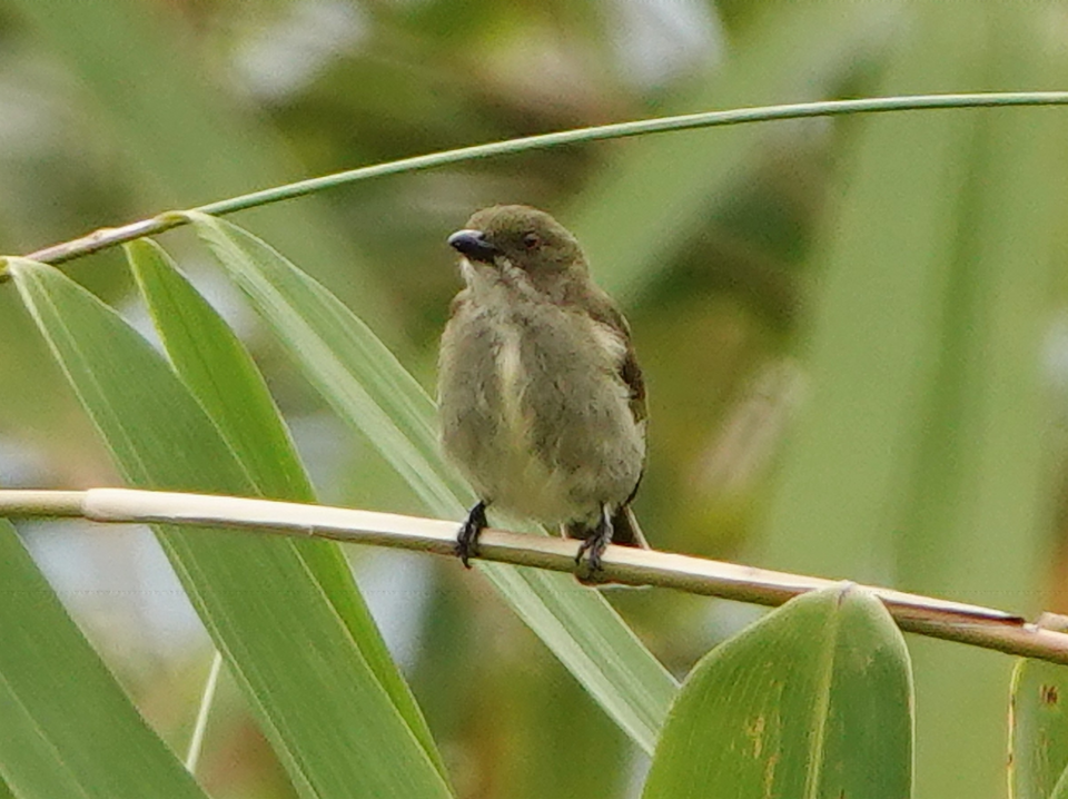 Golden-rumped Flowerpecker