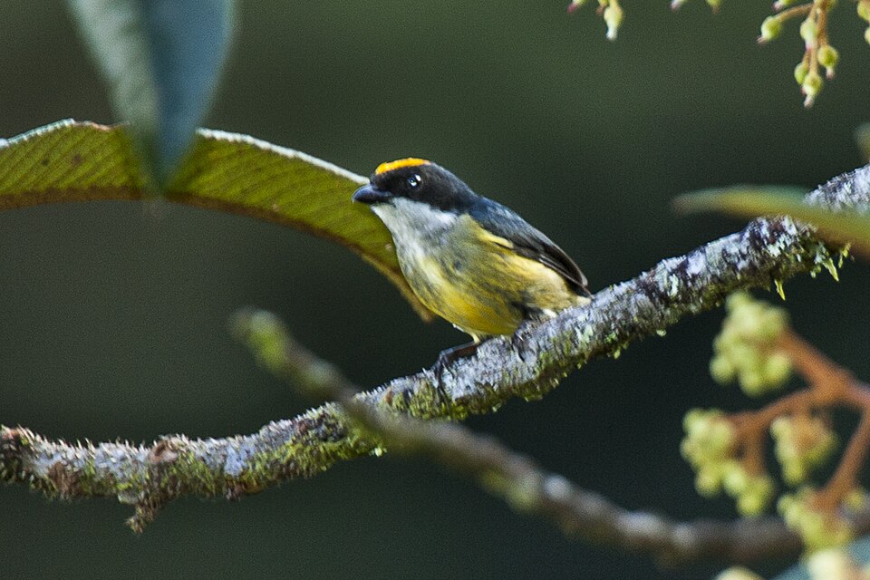 Yellow-crowned Flowerpecker