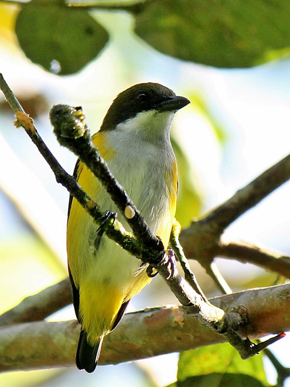 Yellow-sided Flowerpecker