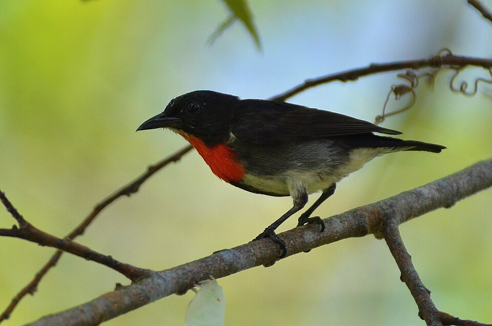 Grey-sided Flowerpecker