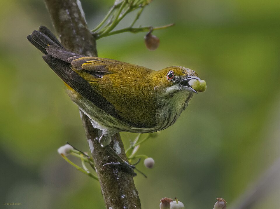 Yellow-vented Flowerpecker