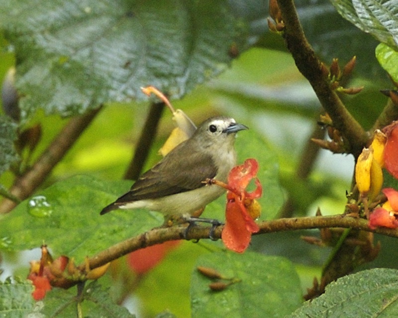 Nilgiri Flowerpecker