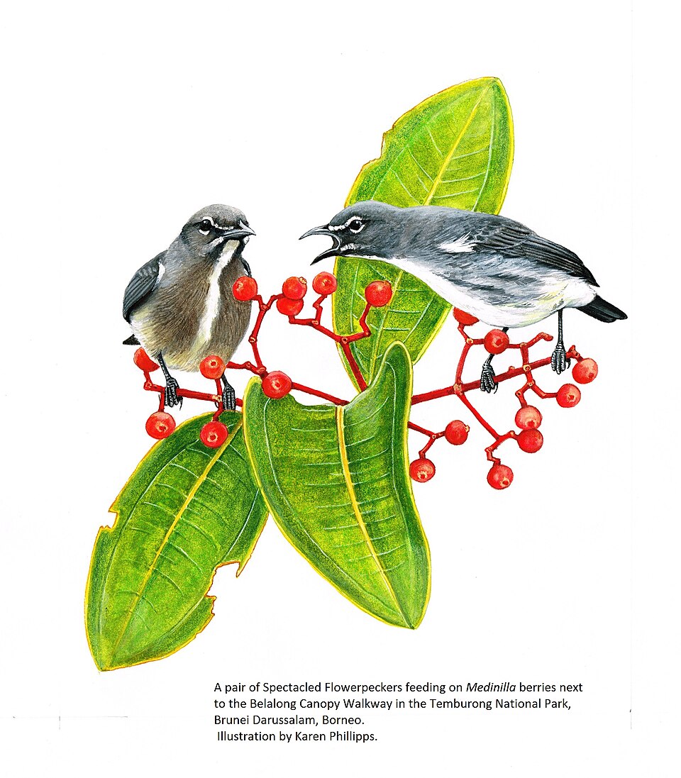 Spectacled Flowerpecker