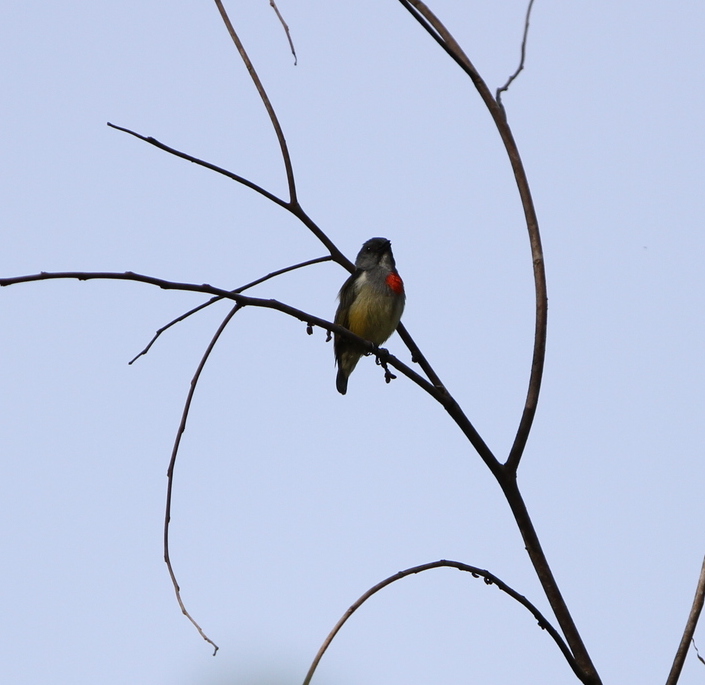 Flame-breasted Flowerpecker