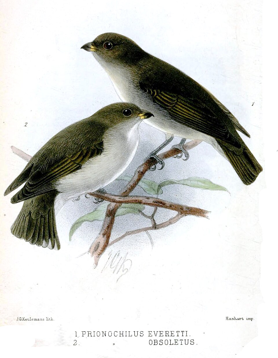 Brown-backed Flowerpecker