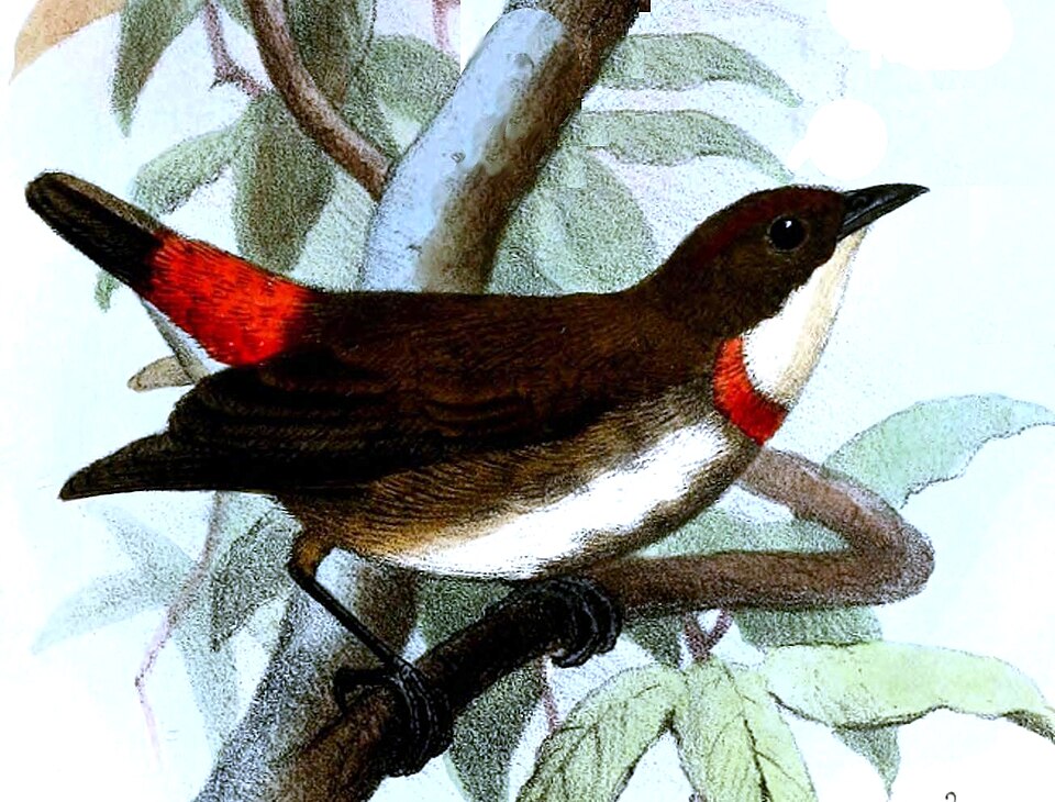 Red-banded Flowerpecker