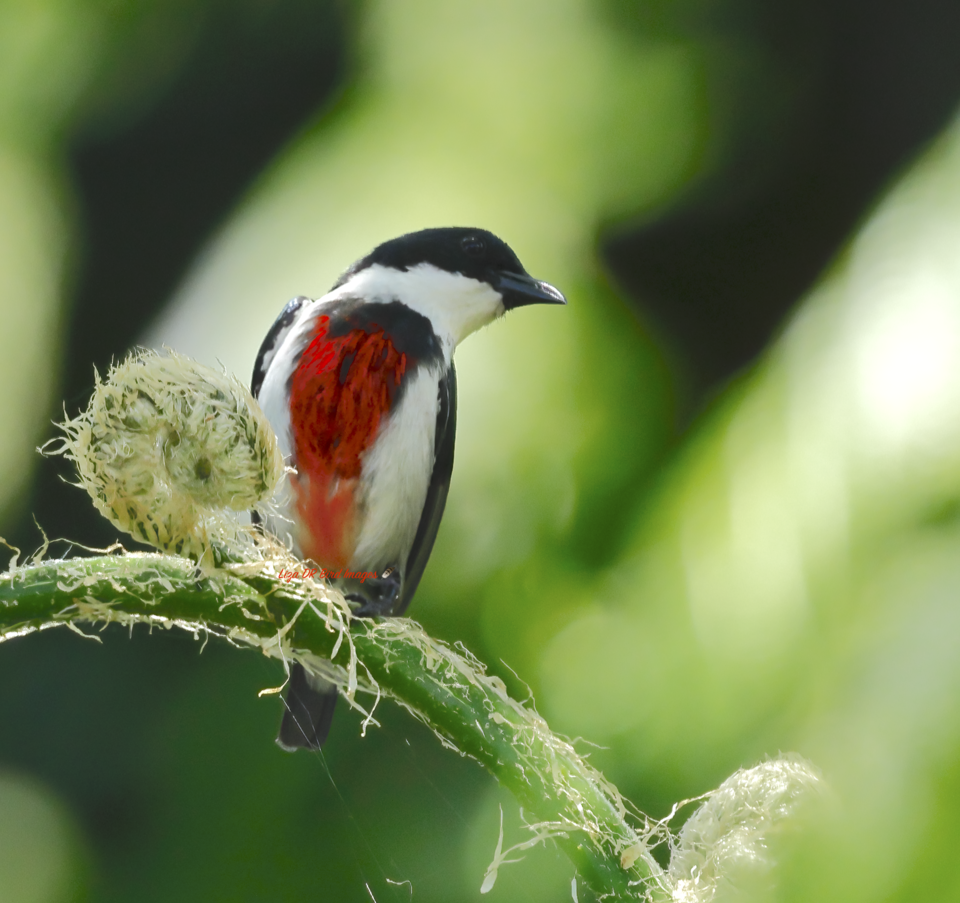 Black-belted Flowerpecker