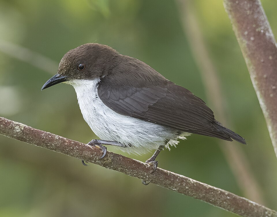 Buzzing Flowerpecker