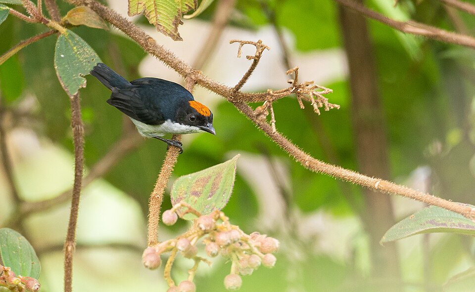 Flame-crowned Flowerpecker