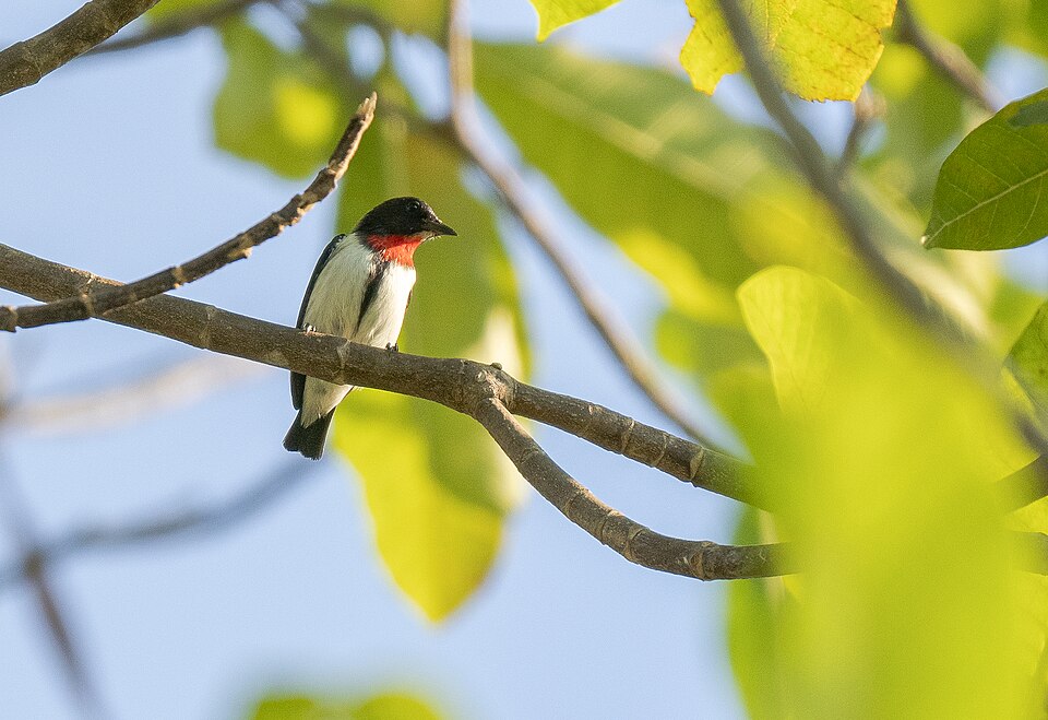 Blue-cheeked Flowerpecker