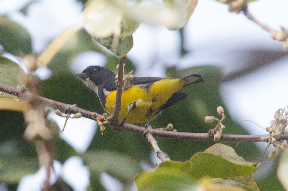 Yellow-bellied Flowerpecker