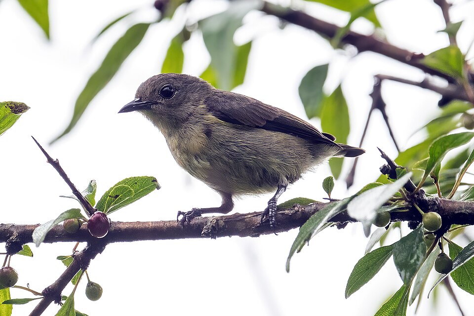 Plain Flowerpecker