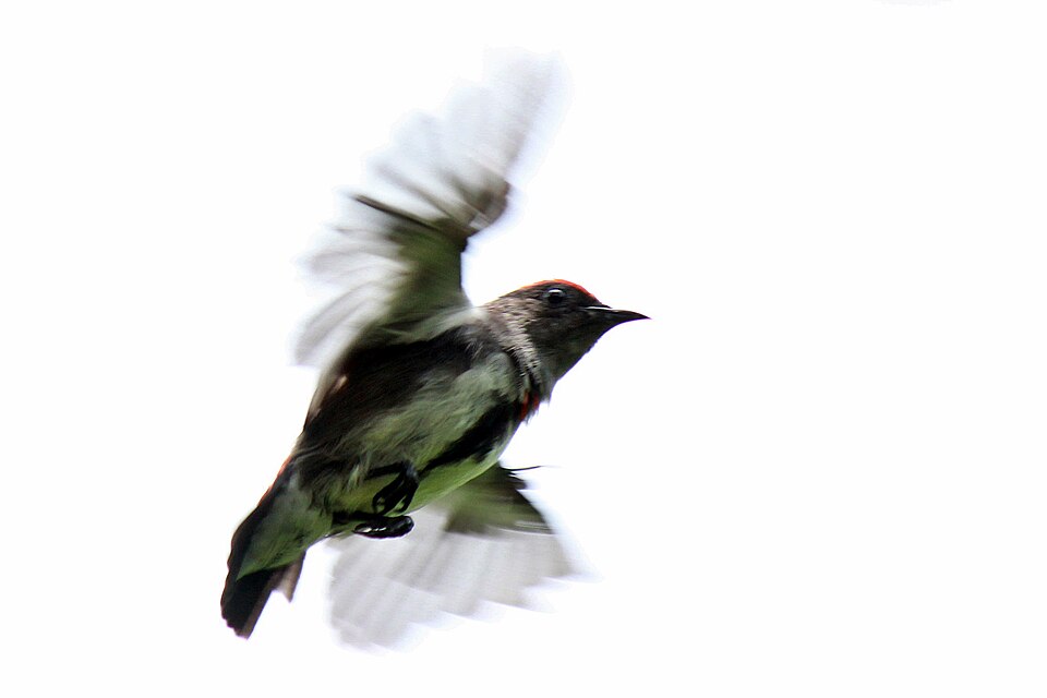 Crimson-crowned Flowerpecker