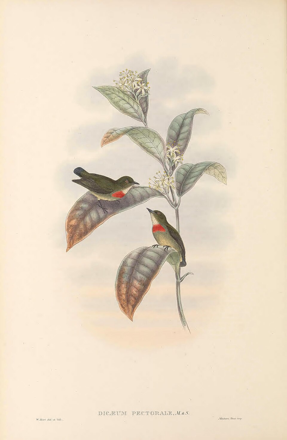 Olive-crowned Flowerpecker