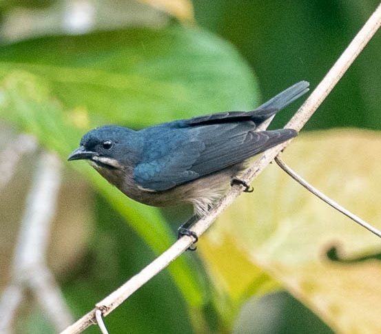 Whiskered Flowerpecker