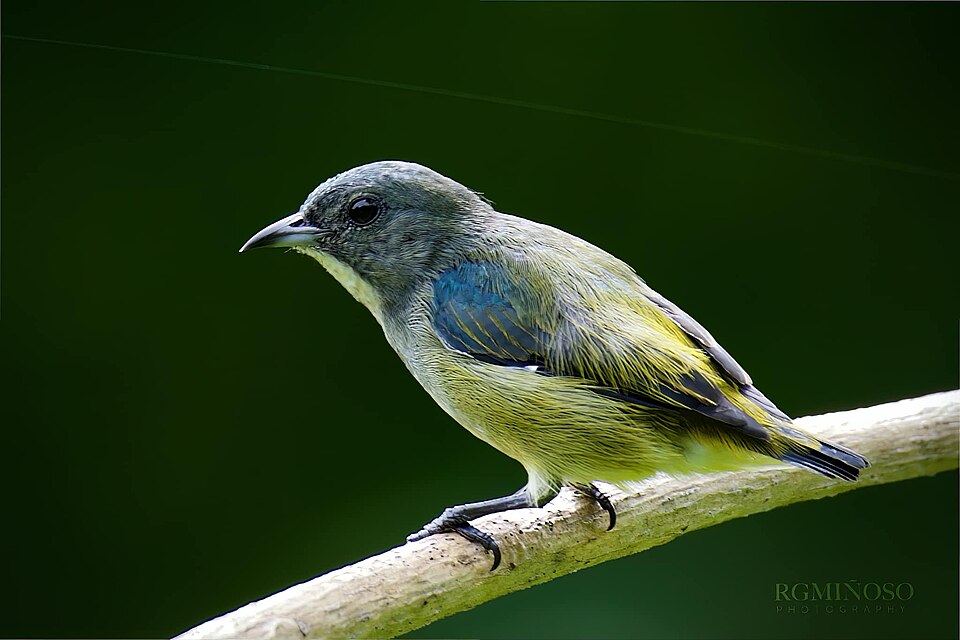 Pygmy Flowerpecker