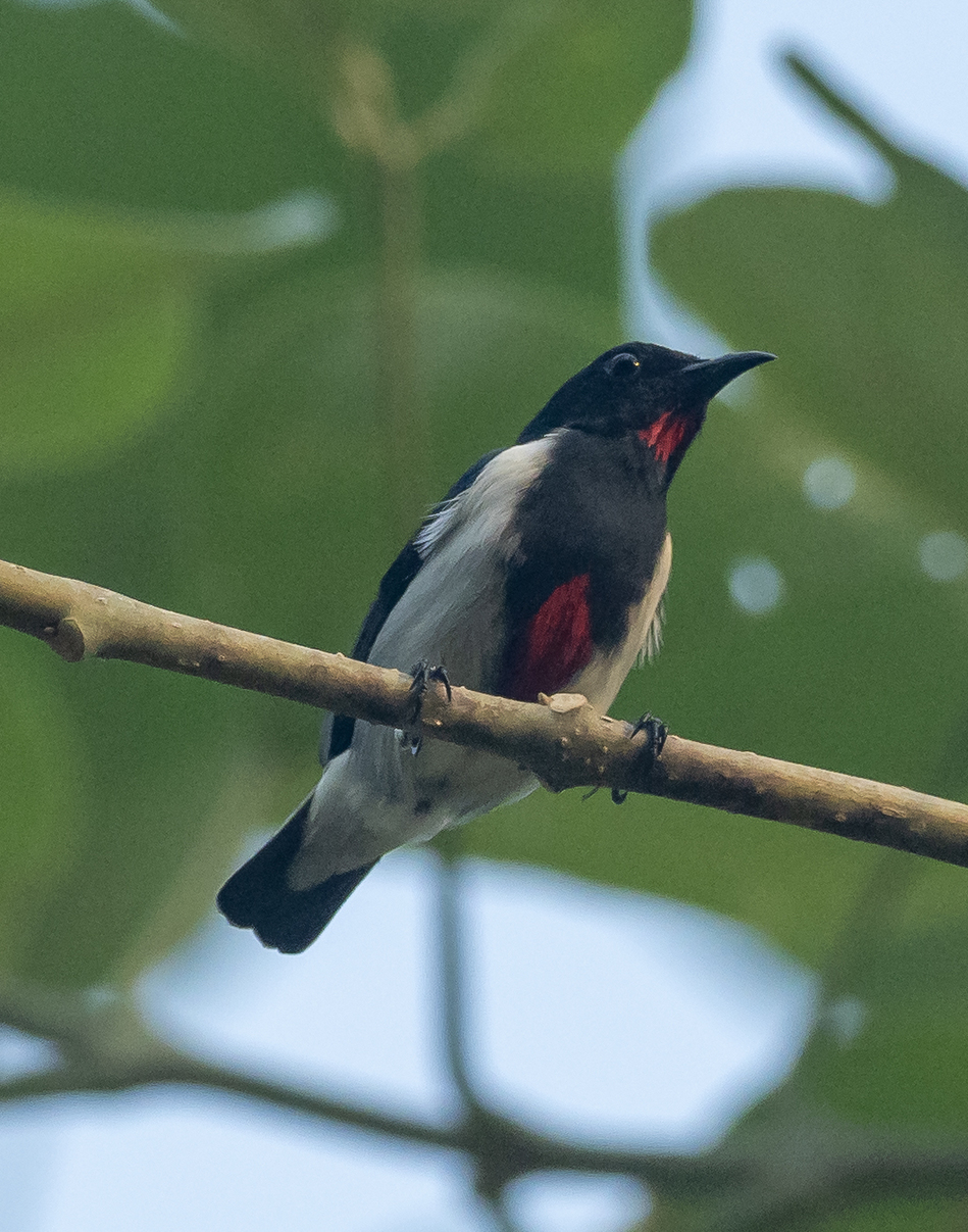 Scarlet-collared Flowerpecker