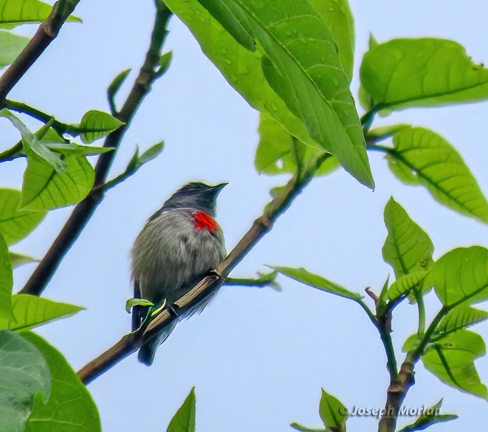 Halmahera Flowerpecker
