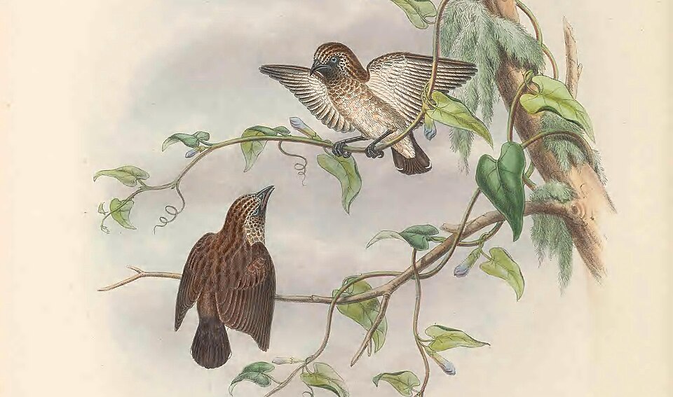 Mottled Flowerpecker