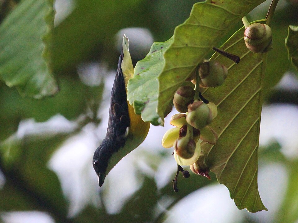 Legge's Flowerpecker