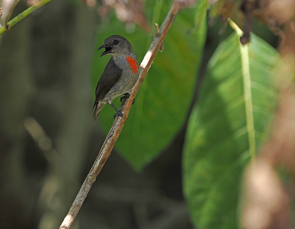 Ashy Flowerpecker