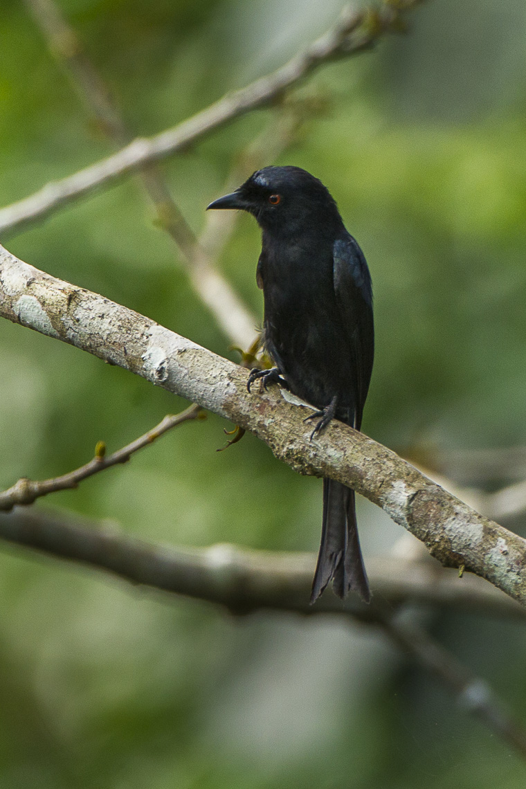 Fanti Drongo