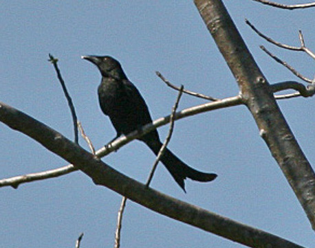 Wallacean Drongo