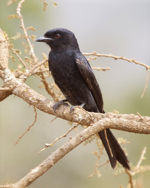 Glossy-backed Drongo