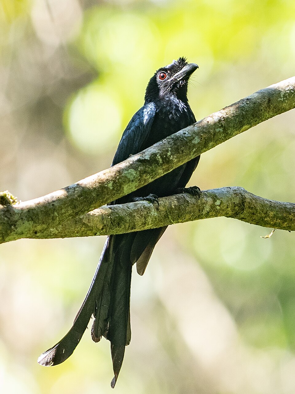 Sri Lanka Drongo