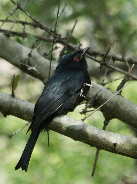 Common Square-tailed Drongo