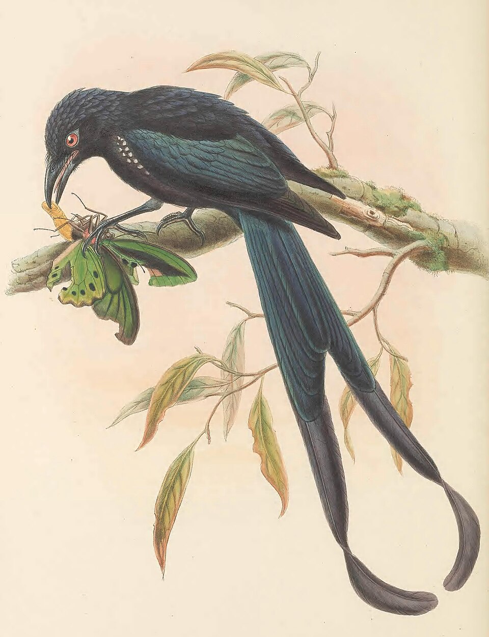 Paradise Drongo