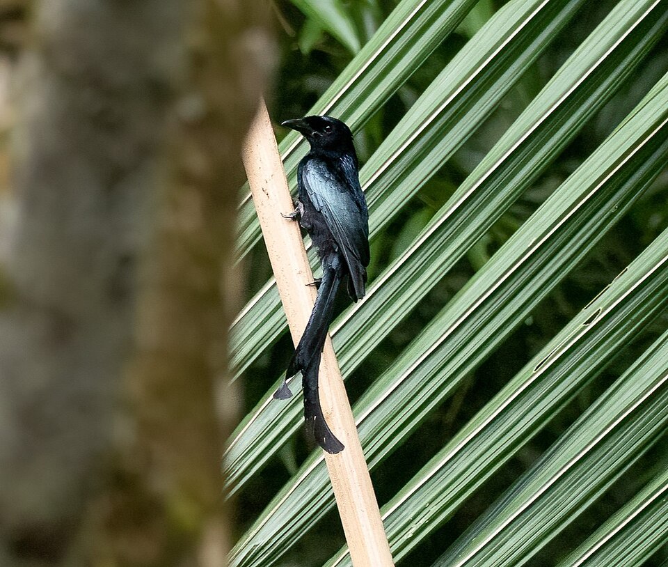 Tablas Drongo