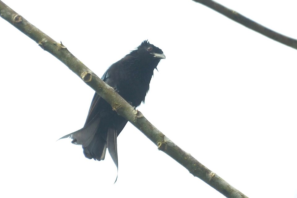 Sulawesi Drongo