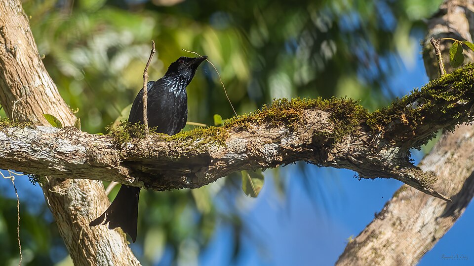 Palawan Drongo