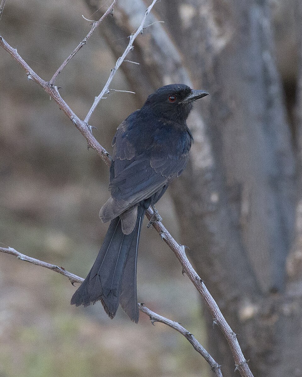 Sharpe's Drongo